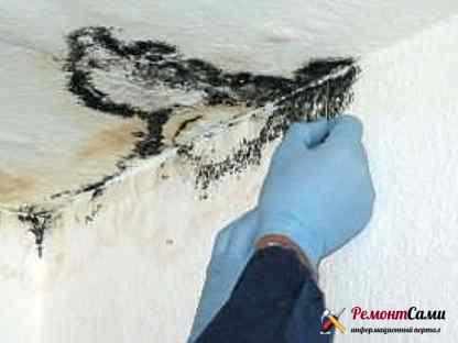 Плесень необходимо полностью очистить и обработать потолок антисептиком