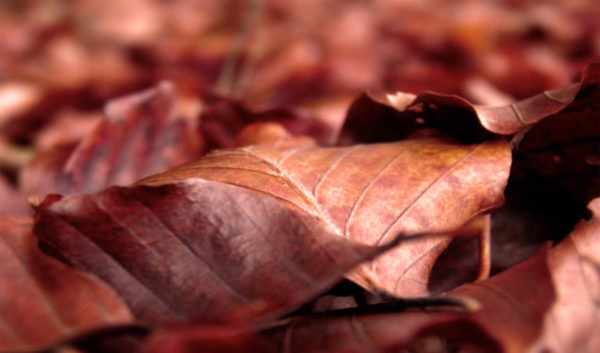 Сухие листья – самый доступный материал для организации подстилки в зиму