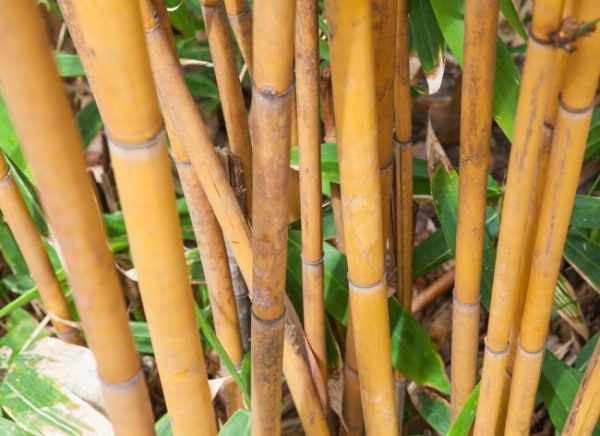 Бамбук для напольного покрытия