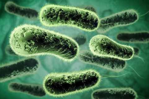 Аэробные и анаэробные бактерии: микроорганизмы для септика и выгребной ямы