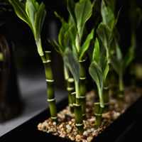 Бамбук домашний: как правильно вырастить комнатный бамбук