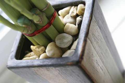 выращивание бамбука