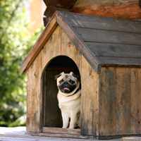 Как самостоятельно построить будку для собаки – инструкция и рекомендации
