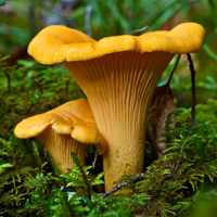 Грибные полянки: используем живые и искусственные грибы в оформлении участка