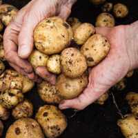 Как вырастить картофель: советы и способы получения богатого урожая картофеля