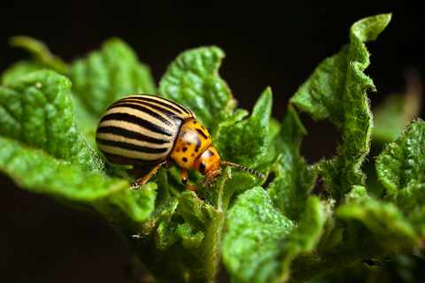 Борьба с колорадским жуком: способы и средства от колорадского жука