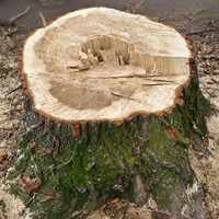 Корчевка пней деревьев: эффективные способы как удалить пень своими руками