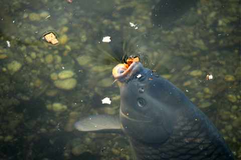 Кормление рыбы в пруду