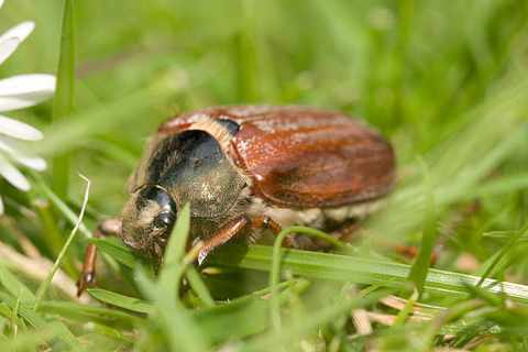 Борьба с майским жуком предотвращение появления личинок майского жука