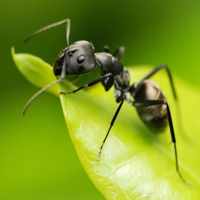 Средства от муравьев: методы и способы как избавиться от муравьев
