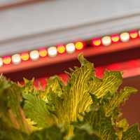 Освещение для растений: светильники и правила обустройства освещения