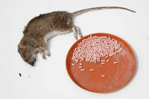 Отрава от мышей и крыс