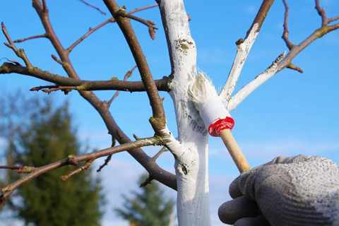 Побелка деревьев: как самостоятельно побелить стволы плодовых деревьев