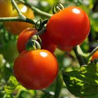 Выращивание помидоров в теплице секреты получения урожая томатов