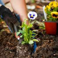 Посадка цветов в мае: как правильно высаживать рассаду и цветы