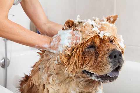 Купание собаки в ванной