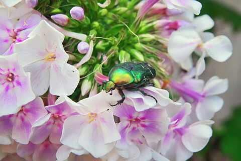 Зеленый майский жук