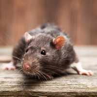 Как избавиться от мышей и крыс: инструкция и способы борьбы с грызунами