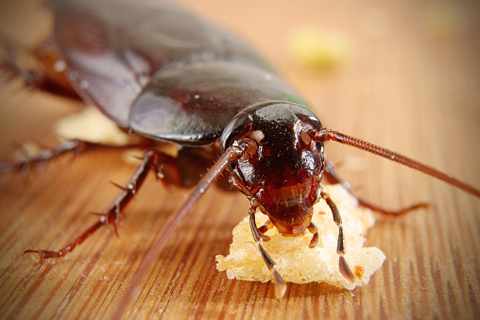 Как избавиться от тараканов: способы и средства для борьбы с тараканами