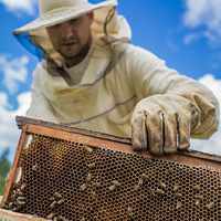 Как сделать улей для пчел: материалы, конструкции, рекомендации по изготовлению