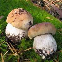 Выращивание грибов в теплице условия для получения урожая грибов