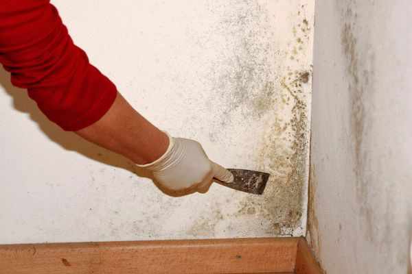 Плесень и грибок в доме могут причинить вред здоровью проживающих, поэтому нужно уделить максимум усилий для предотвращения его появления
