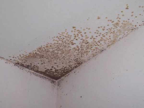 Плесень и грибок на потолке